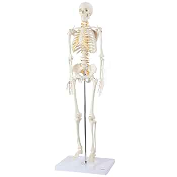 人体模型　skeleton 60インチ　新品未開封（箱に傷あり） Walbest 3D Printed Multi-Jointed Skeleton Action Figure 13